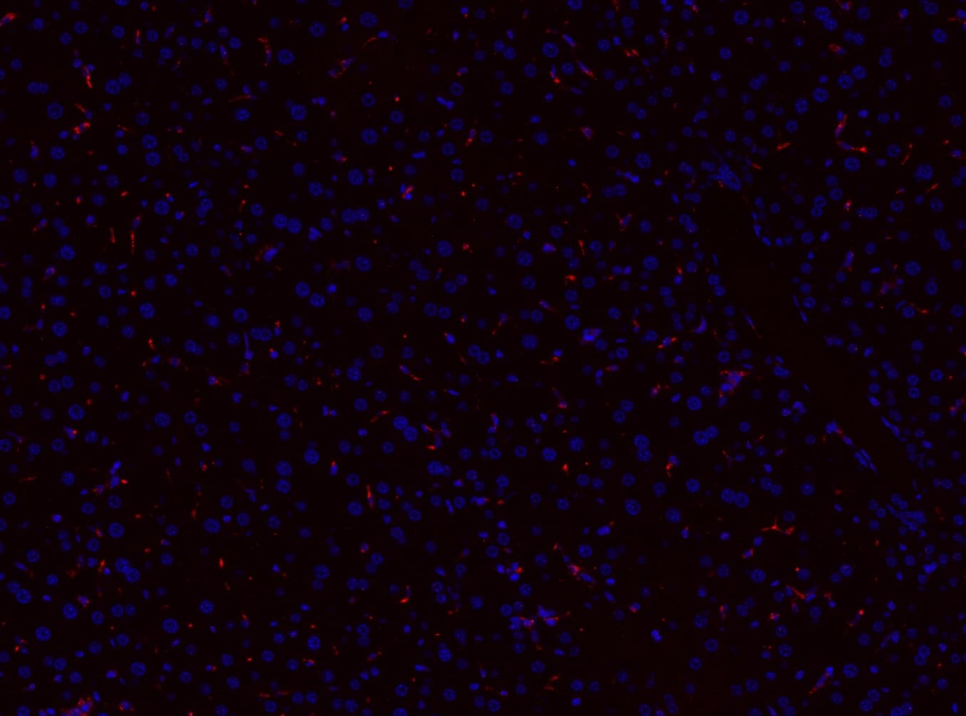 CD68 Antibody (aa312-326)