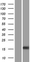 OOEP Protein (Over-Expression Lysate Myc-DDK (Flag))