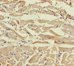 Polyclonal Rabbit anti-Human BEX5 Antibody