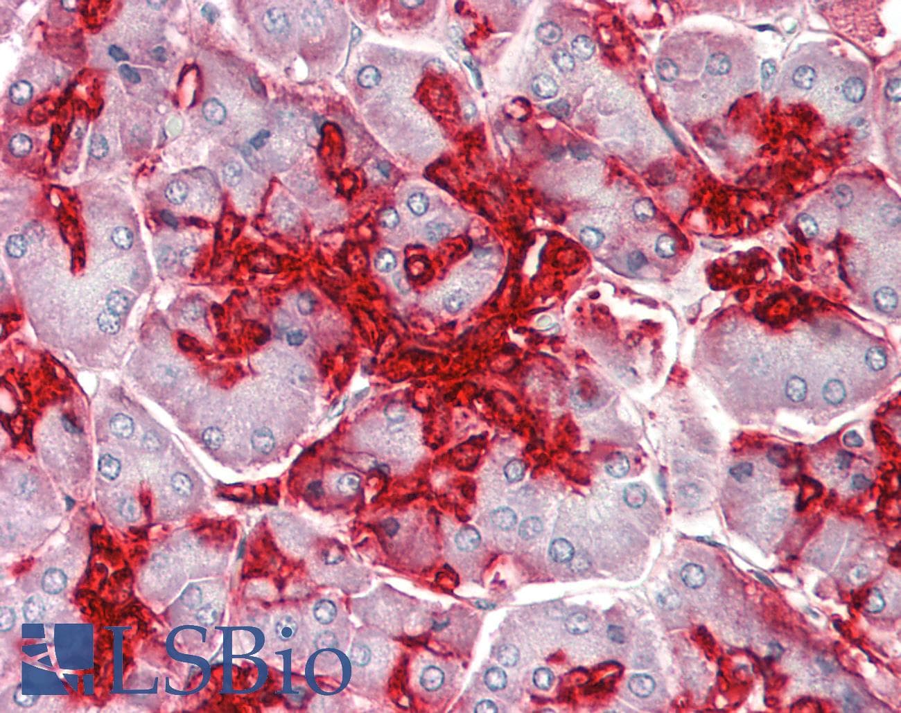 ANXA4 / Annexin IV Antibody (aa108-157)