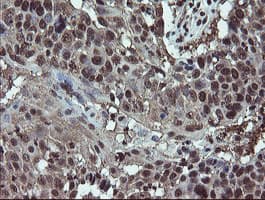 RYBP Antibody (clone OTI1B2, Carrier-free)