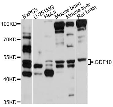 Polyclonal Rabbit anti-Human GDF10 / BMP3B Antibody (WB)