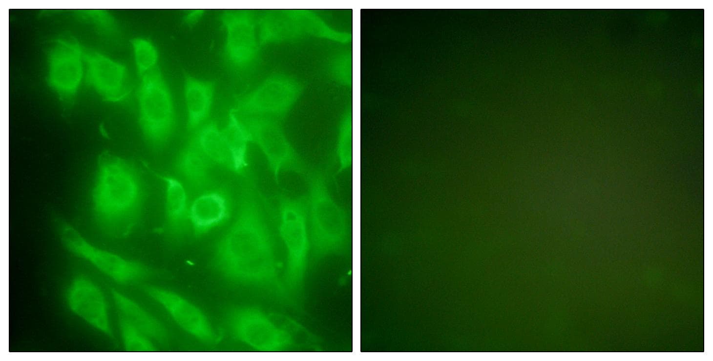 HSP90AA1 / Hsp90 Alpha A1 Antibody