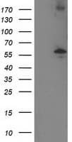 PPM1B Antibody (clone OTI3E10, Carrier-free)