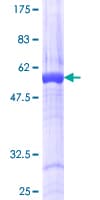 Human RASSF5 / RAPL Protein (Recombinant GST)