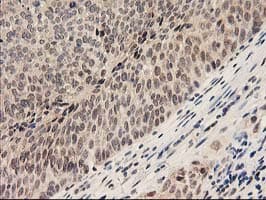 PSMB4 Antibody (clone OTI2C9)