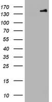 PCDH7 Antibody (clone OTI3D1)