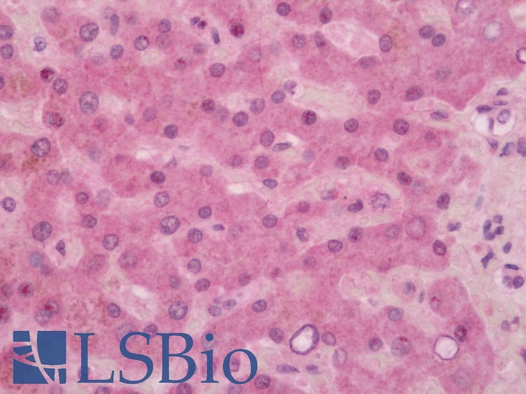 SERPINE2 / Nexin Antibody (clone 2C9, Carrier-free)