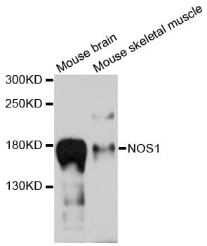 NOS1 / nNOS Antibody