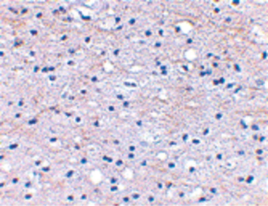 HAPLN2 Antibody
