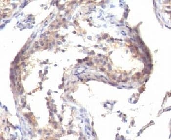 Monoclonal Mouse anti-Rat TGFA / TGF Alpha Antibody (clone MF9, Azide-free,BSA-free, C-Terminus, IHC, IF, WB)