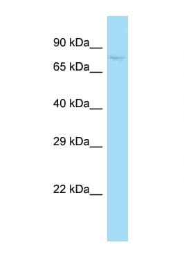 SUGP1 / SF4 Antibody (aa141-190)