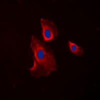 IHC-plus™ HRH2 / Histamine H2 Receptor Antibody (Internal)
