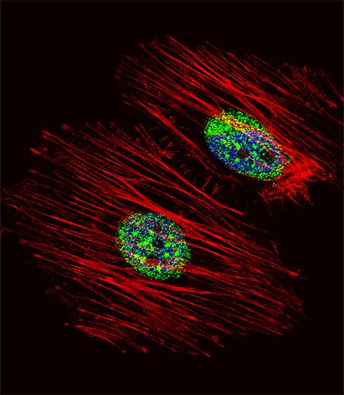 NME2 Antibody (aa25-54)