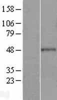 GRAMD3 Protein (Over-Expression Lysate Myc-DDK (Flag))