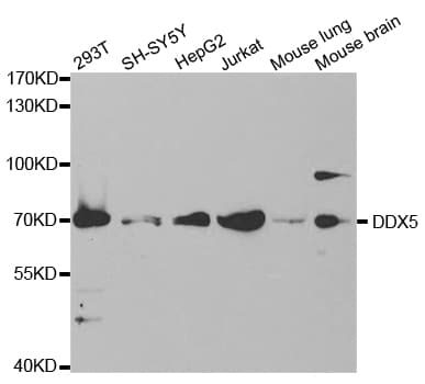 DDX5 Antibody