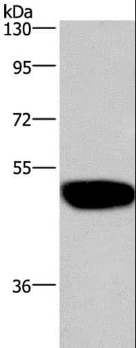 GABRA1 Antibody