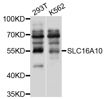 SLC16A10 Antibody