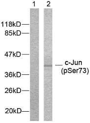JUN / c-Jun Antibody (phospho-Ser73)