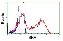 SRR / Serine Racemase Antibody (clone OTI7B6)