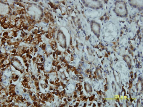 STK4 Antibody (clone 1D7-8A10)