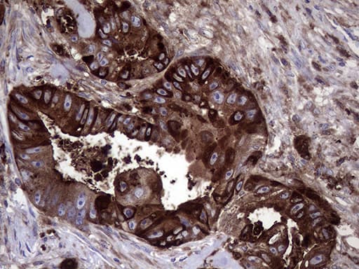 CD66c / CEACAM6 Antibody (aa35-257, clone OTI5A10, Carrier-free)