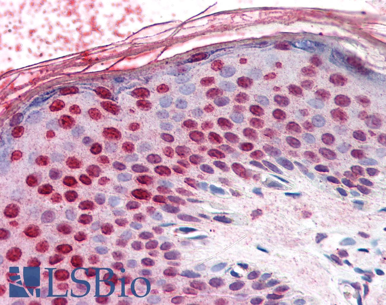 IHC-plus™ RANGAP1 Antibody