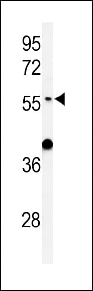 ATL3 Antibody (aa217-245)