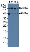 OPTN / Optineurin Antibody (aa1-300)