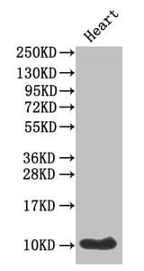 IAPP / Amylin Antibody