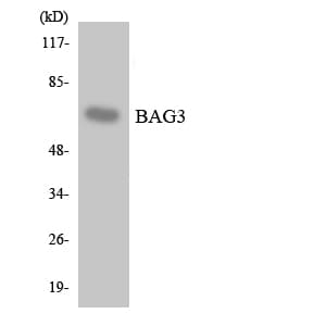 BAG3 / BAG-3 Antibody (aa403-452)