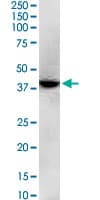 GNAQ Antibody (clone 3B9)