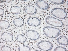 USP13 Antibody (clone OTI4G1)