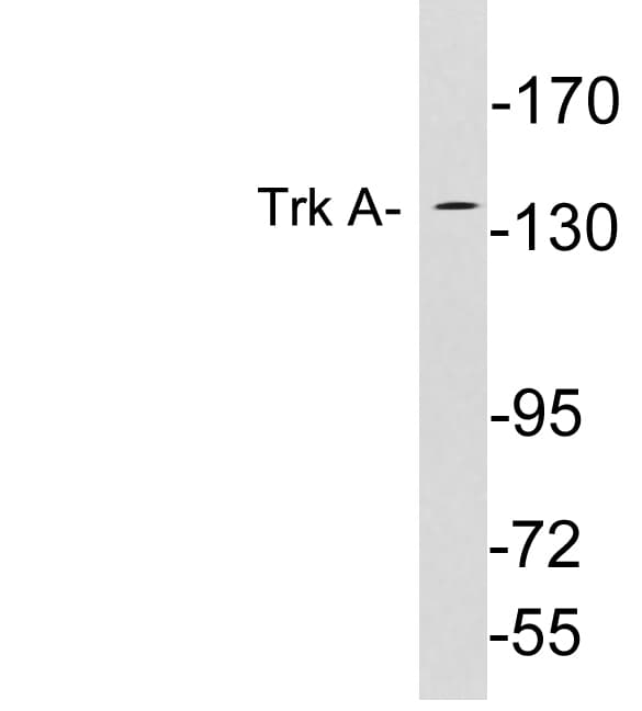 NTRK1 / TrkA Antibody (aa447-496)