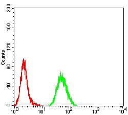 CPV-NS1 Antibody (clone 2B5B7)