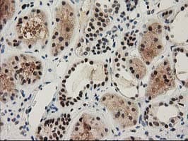NHEJ1 / XLF Antibody (clone OTI3E6)