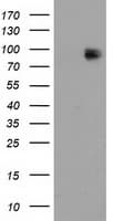 MAPK12 / ERK6 / SAPK3 Antibody (clone OTI2E2)