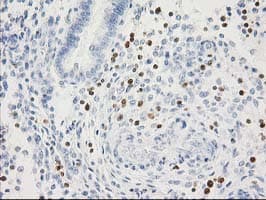 STAT4 Antibody (clone OTI4H6)
