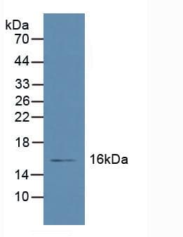 RBP5 Antibody (aa2-135, Biotin)