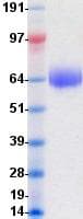 Human CD80 Protein (Recombinant Fc-His, C-terminus)