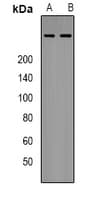 EP300 / p300 Antibody (N-Terminus)