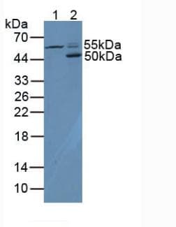 CD4 Antibody (aa26-396, APC)