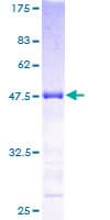 Human KCNIP1 / KCHIP1 Protein (Recombinant GST)