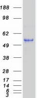 Human CD4 Protein (Recombinant Myc-DDK (Flag))