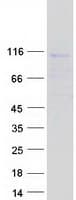 Human C1orf127 Protein (Recombinant Myc-DDK (Flag))