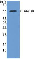 AKT1 Antibody (aa122-443, PE)