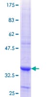 Human PDE8A Protein (Recombinant GST, N-terminus)