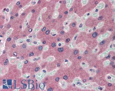 Monoclonal Mouse anti-Human CP / Ceruloplasmin Antibody (aa789-1065, IHC, WB)