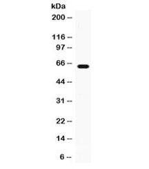 GPI Antibody