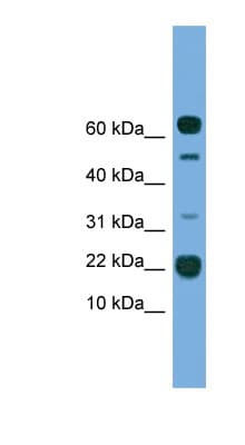 TMEM107 Antibody (aa21-70)